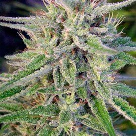 Bangi Haze Regular 10 Semillas